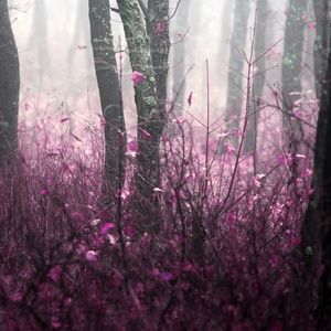 Meet your Posher, Anngele